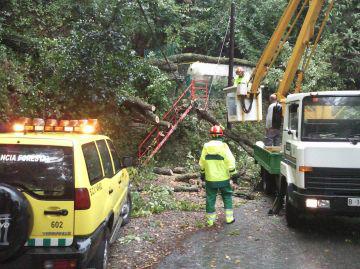 Treballs per retirar l'arbre / Foto: Premsa Sant Cugat