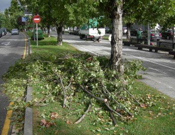 La majoria d'incidncies han estat relacionades amb els arbres caiguts a la via urbana