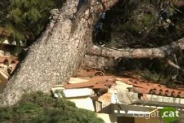 Una casa afectada per la caiguda d'un arbre aquest cap de setmana
