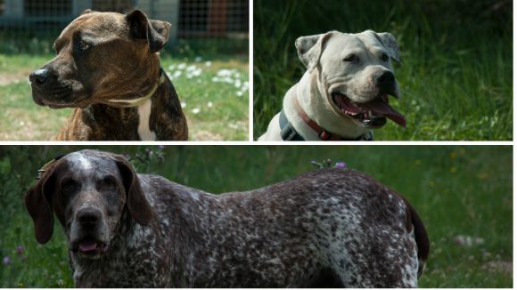 La Chica, la Blanca i la Txeru sn, segons la llei, gossos de raa perillosa en cases d'acollida