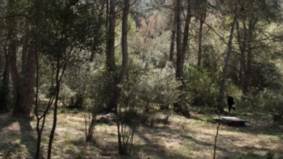 Imatge d'una finca forestal del Parc de Collserola / Font: ACN