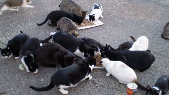 El PAS està fent un cens dels gats abandonats a la ciutat