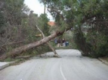 Ms de 300 arbres sn abatuts pel vent i la pluja