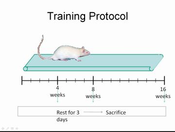 L'estudi consisteix a fer crrer un grup de rates una hora al dia durant quatre, vuit i 16 setmanes