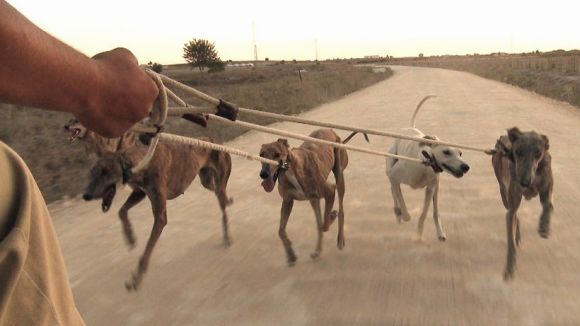 El documental relata els abusos als gossos llebrers / Fotografia: Waggintale Films
