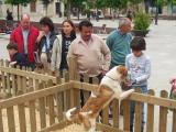 L'Ajuntament promou l'adopci d'animals abandonats