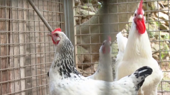 Les gallines de la masia Can Mandó de Collserola, confinades per prevenir el brot de grip aviària