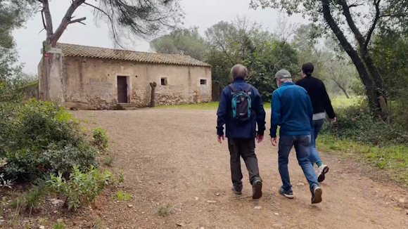 A peu per Collserola: el Pi d'entre Termes, les vinyes i Torre Cendrera