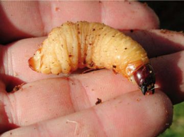 La larva de l'escarabat morrut pot arribar als cinc centmetres / Font: Ajuntament