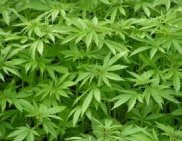 Imatge d'unes plantes de marihuana