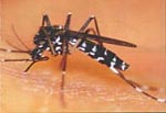 El mosquit tigre es caracteritza pel seu ventre i potes a ratlles blanques i negres