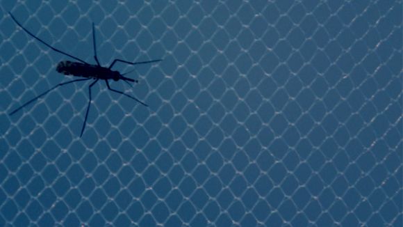Els mosquits sn un dels principals transmissors de la malalties tropicals / Foto: Hospital Clinic