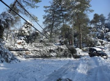 A Sant Cugat van caure poc ms de 600 arbres per la nevada
