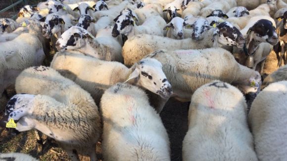 El ramat està format per un 90% d'ovelles i un 10% de cabres / Foto: Consorci del Parc Natural de Collserola
