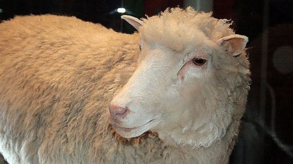 L'ovella Dolly va ser el primer mamfer clonat / Foto: Creative Commons