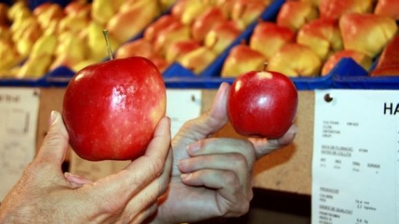 Els diners que es recaptin de la compra de pomes aniran destinats a l'Esclerosi Mltiple / Foto: ACN