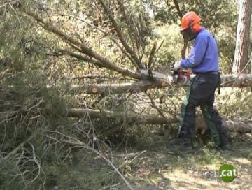 A la serra de Collserola la Generalitat ha destinat set persones per netejar els boscos