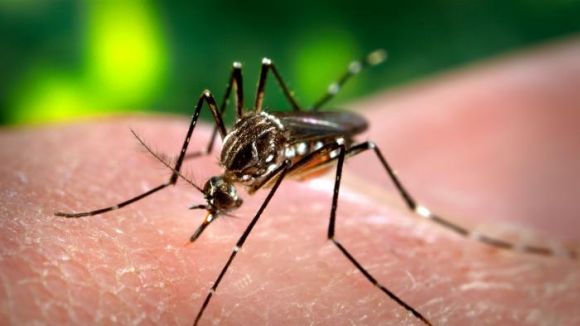 Els mosquits són els transmissors del zika / Foto: Wikipedia